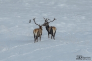 Благороден елен (Cervus elaphus)