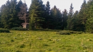 Поредната поляна