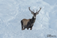 Благороден елен (Cervus elaphus)
