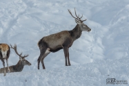 Благороден елен (Cervus elaphus)