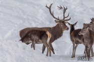 Благороден елен (Cervus elaphus)