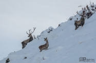 Благороден елен (Cervus elaphus)