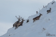 Благороден елен (Cervus elaphus)