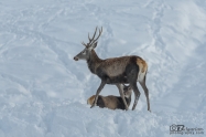 Благороден елен (Cervus elaphus)