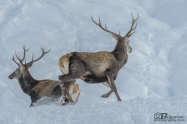 Благороден елен (Cervus elaphus)