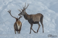 Благороден елен (Cervus elaphus)