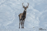 Благороден елен (Cervus elaphus) и Голям синигер (Parus major)
