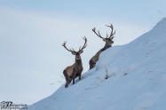 Благороден елен (Cervus elaphus)