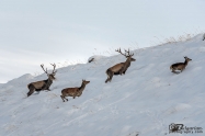 Благороден елен (Cervus elaphus)