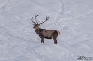 Благороден елен (Cervus elaphus)