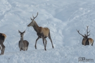 Благороден елен (Cervus elaphus)
