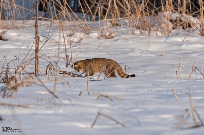 Дива котка