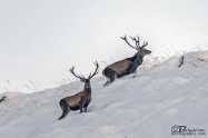 Благороден елен (Cervus elaphus)