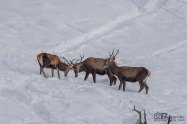 Благороден елен (Cervus elaphus)