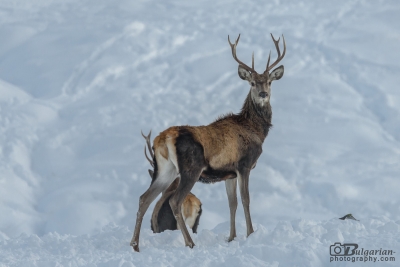 Благороден елен (Cervus elaphus)