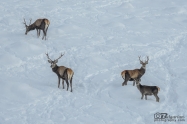 Благороден елен (Cervus elaphus)